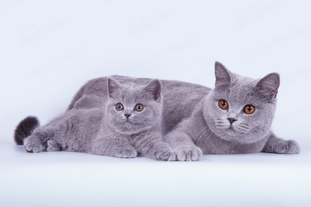 Самые разные породы котов