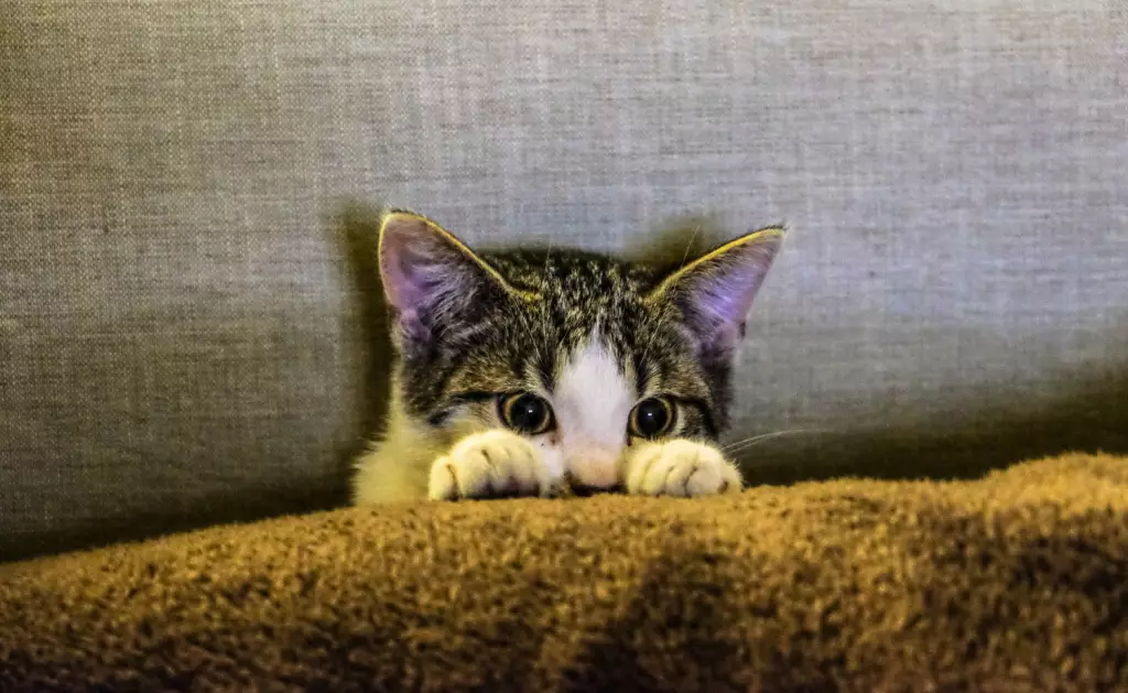 Котенок Котенок